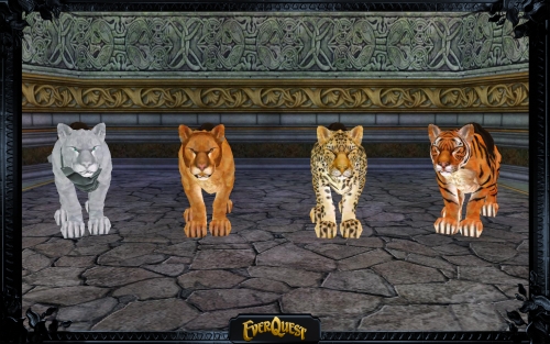 Cat Mount Picture Cat Mount Picture