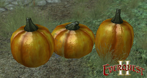 Pumpkin Variety 